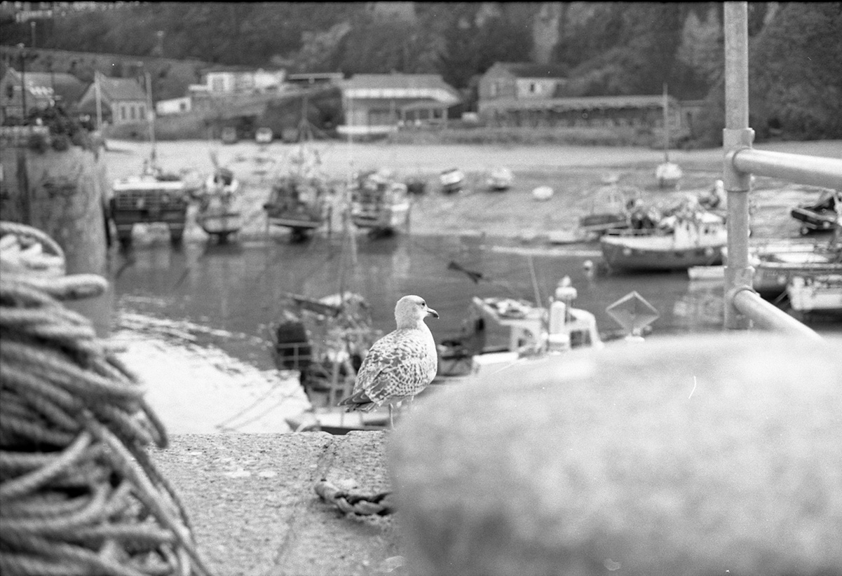 bird-bw-newquay