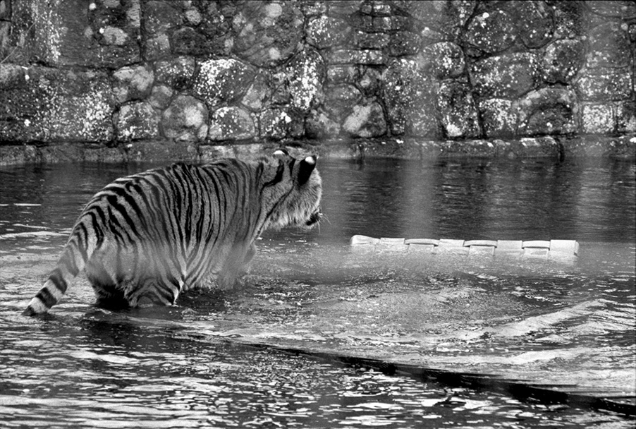 om-wildlife-film-4-zoppa