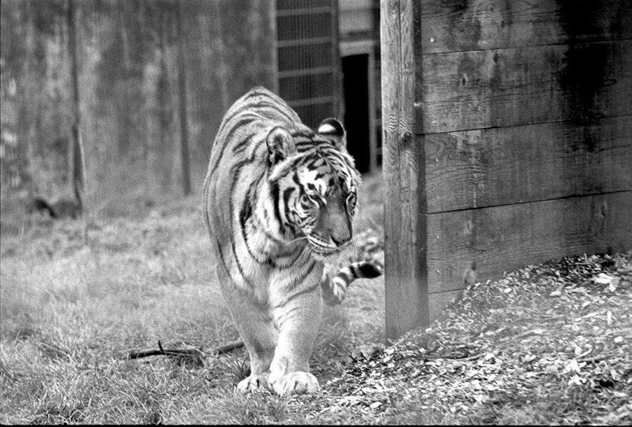 om-wildlife-film3-zoppa