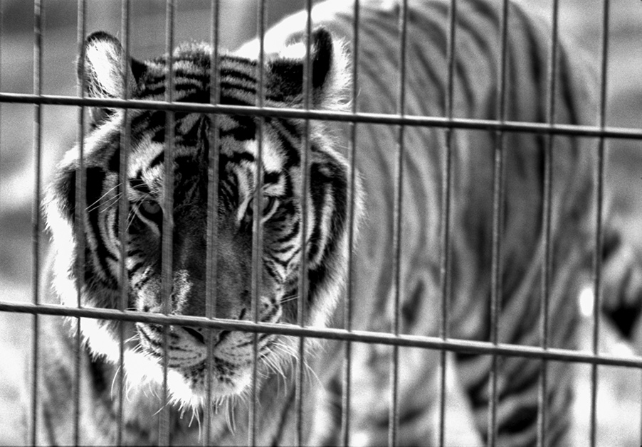 om-wildlife-film5-natasha