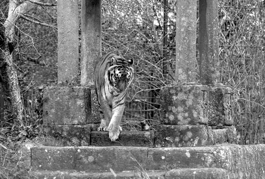 om-wildlheart-film6-zoppa