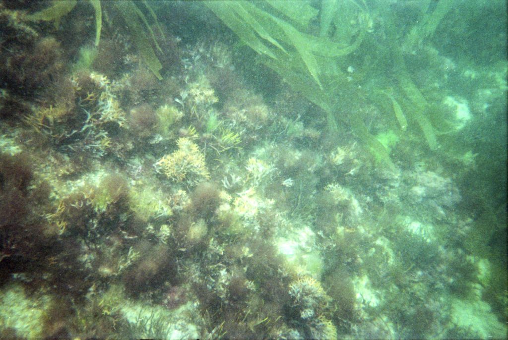 Underwater reef photographed with a waterproof disposable camera