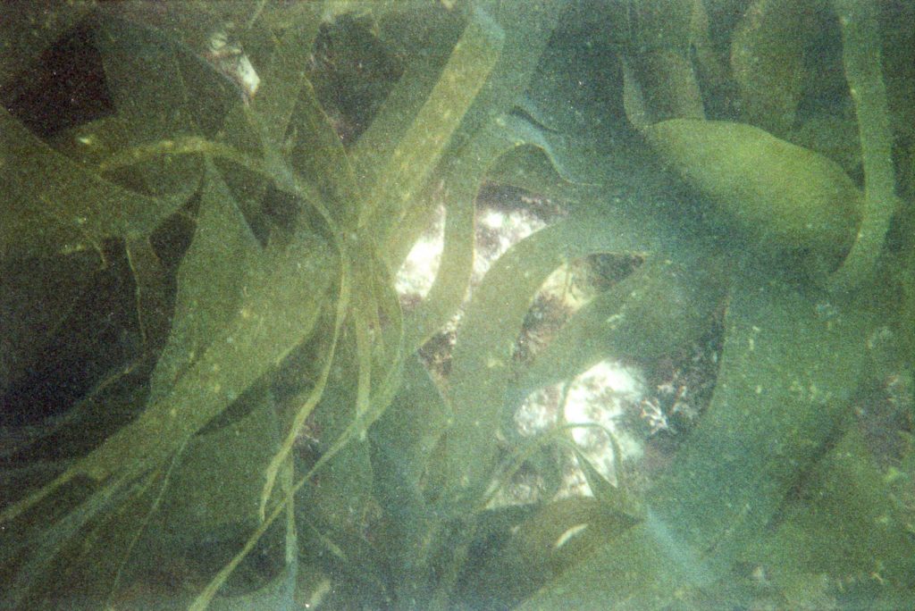 Kelp underwater photographed with a waterproof disposable camera
