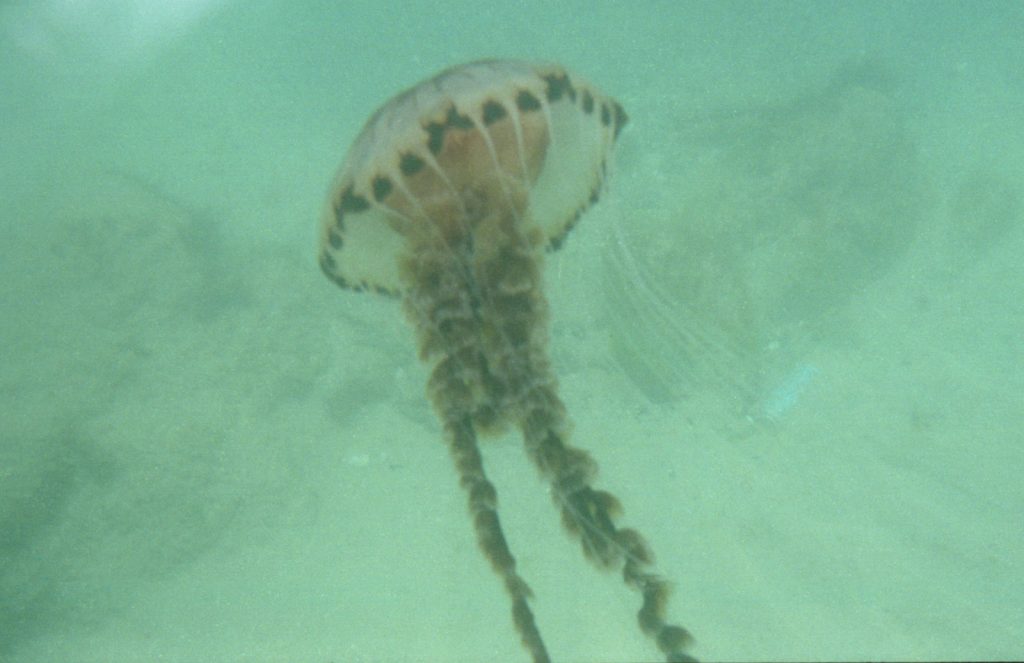 olympus-film-underwater-jellyfish